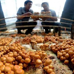 食用菌栽培技術哪里學？如何實現發家致富